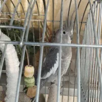 جفت مولد عروس هلندی|پرنده|تهران, افسریه شمالی|دیوار