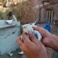 کفتر پرشی|پرنده|معصومیه, |دیوار