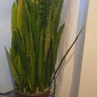 گل  سانسوریا