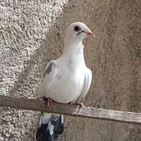 کبوترکفترجوجه آلمانی،زاغ دمسفید،سارسبزوابلق