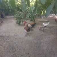 مرغ وخروس لری اصیل