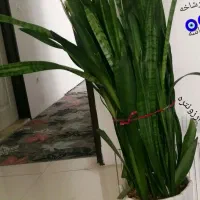 گلهای خانگی طلاییه|گل و گیاه طبیعی|شیراز, شهرک رضوان|دیوار