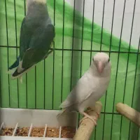 طوطی برزیلی نر ماده