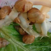 حلزون های اصیل افریقا