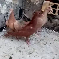 کبوتر کفتر