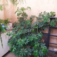 گل شفلر بزرگ