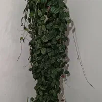 گل پنجه گرگی|گل و گیاه طبیعی|اردبیل, |دیوار