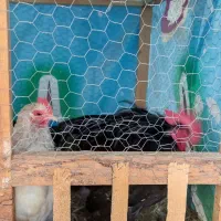 جفت مولد کوشین