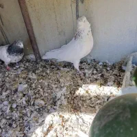 دوتا نر|پرنده|داران, |دیوار