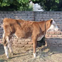 گوساله سمینتال (نژاد مونت بیلیارد)پر شیر اصیل