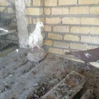 نروماده منز|پرنده|شیراز, زرهی|دیوار