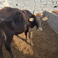 گاو|حیوانات مزرعه|مهریز, |دیوار