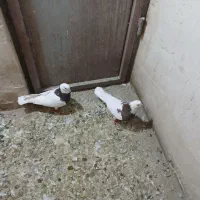 طوقی|پرنده|نظرآباد, نجم آباد|دیوار