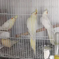 نروماده طوطی لوتیتو مولد