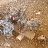 مرغ و خروس امروک پلیموت راک|حیوانات مزرعه|تهران, فدک|دیوار