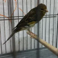 قناری سبز نر دوعدد|پرنده|بندر انزلی, آذربایجان|دیوار