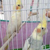 جفت عروس هلندی زعفرانی تخم گزار