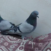 کبوتر سبز دوخط پرشی|پرنده|خمینی‌شهر, |دیوار