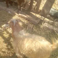 کره چبش و گیسه بختیاری و دورگه