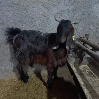 بزدورگ|حیوانات مزرعه|بیرجند, |دیوار