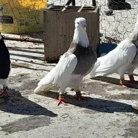 طوقی|پرنده|کلاله, |دیوار