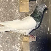 کبوتر|پرنده|آباده, |دیوار
