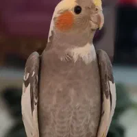 عروس هلندی گمشده|حیوانات|مشهد, شهرک امام هادی (شهرک غرب)|دیوار