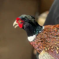 فروش مولد زینتی