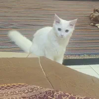 گربه خانگی بامزه