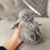 اسکاتیش های اصیل|گربه|مشهد, امیریه|دیوار