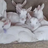 بزسانن|حیوانات مزرعه|کرمانشاه, |دیوار