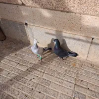 فروش کبوتر بزک