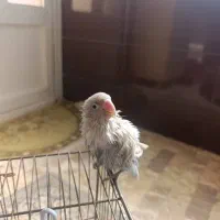 محدوده الهیه طوطی برزیلی گمشده