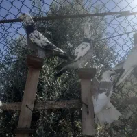 دوبال زرد سوسکی بزک دوعدد کربلایی سرخ خون سینه|پرنده|گالیکش, |دیوار