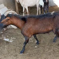 بز آلپاین و سانن