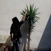 گل درختچه یوکا|گل و گیاه طبیعی|گرگان, |دیوار