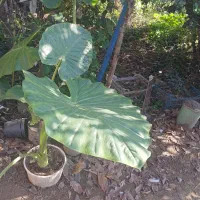 کل بابا آدم ونخل|گل و گیاه طبیعی|شاندرمن, |دیوار