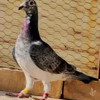 کفتر ماده آلمانی سوسکی سبز بزک جوکی کله سفید دس پر