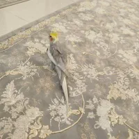 عروس هلندی نر