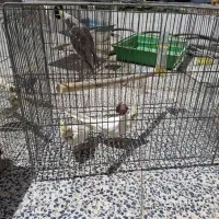 عروس هلندی