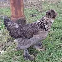 مرغ سلطان و خروس لهستانی