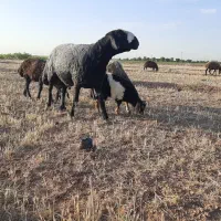 بره نر کشتاری نژاد شال