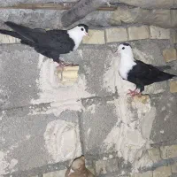 کلاغ بی پرپا