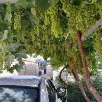 خانه ویلای شهر امیر کبیر