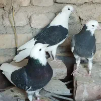 هشت جفت کبوتر واکسن خورده سالم