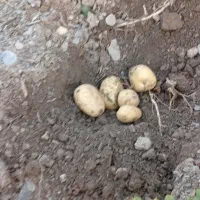 تعداد 15نفرنیروی کارگر خوزستانی|خدمات باغبانی و درختکاری|نهاوند, |دیوار
