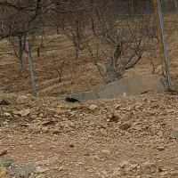 اجاره زمین کشاورزی