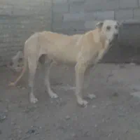 سگ ماده پژدر