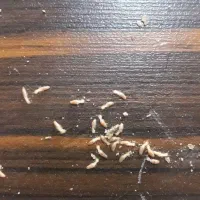 سمپاشی موریانه ساس سوسک سمپاشی ضمانتی|خدمات نظافت|بندر ماهشهر, |دیوار