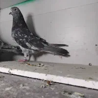 کبوترهماوسرور نر|پرنده|ری, شهرک نظامی|دیوار